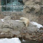 zoo polar bear