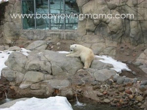 zoo polar bear