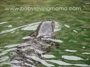 zoo seal