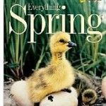 Everything Spring Cover Everything Spring Cover