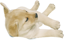Cottonelle Puppy Cottonelle Puppy