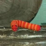 Sesame Street Slimey Sesame Street Slimey
