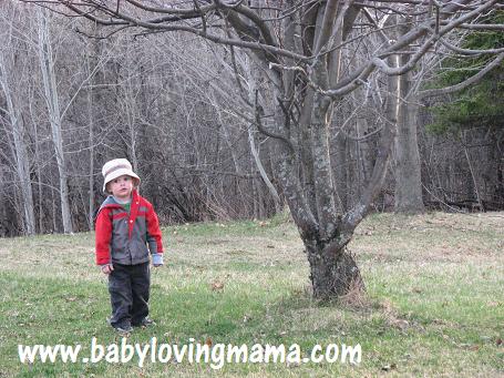 Warren Climbing Tree 3 Warren Climbing Tree 3