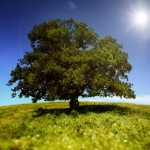 iStock_tree_sun_shining iStock_tree_sun_shining