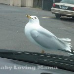 Stalker Seagull 2 Stalker Seagull 2
