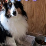 mr chewy dog food mickey